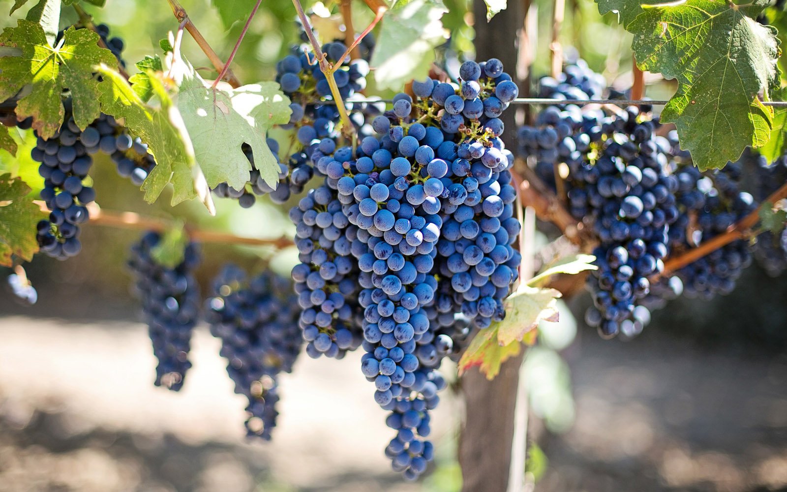 Grape and olive harvest